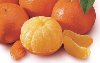 Temple Tangerines