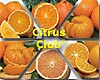 The Citrus Club