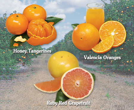 Spring Citrus