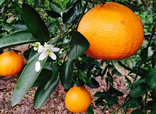 Ortanique_ontree_2015b.jpg (25 KB)