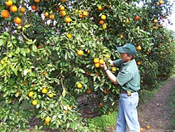 Jeff checking the Honeybells