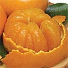Honey Tangerines