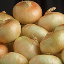 onion-220.jpg (12 KB)