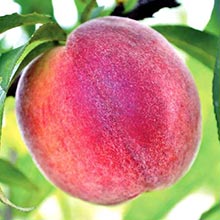 Florida Peaches