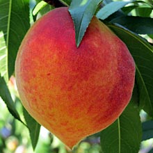 Florida Peaches