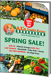 Honeybell & Winter Citrus brochure