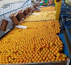 packinghouse-fruit.jpg (34 KB)