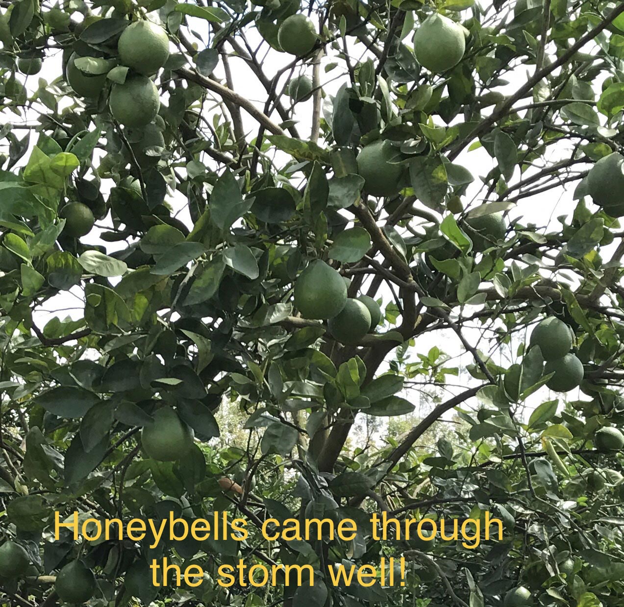 Honeybells came through the storm well!